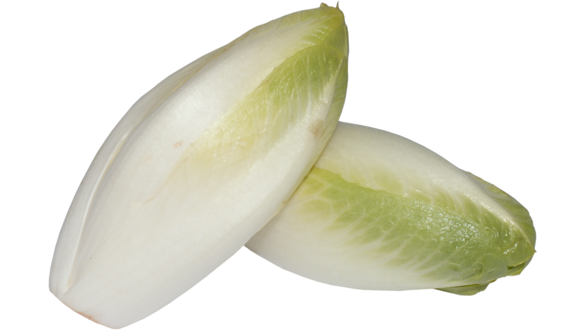 Witlof